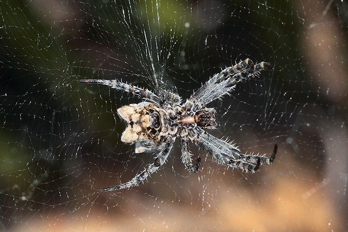 Cyrtophora citricola - Taggia (IM)